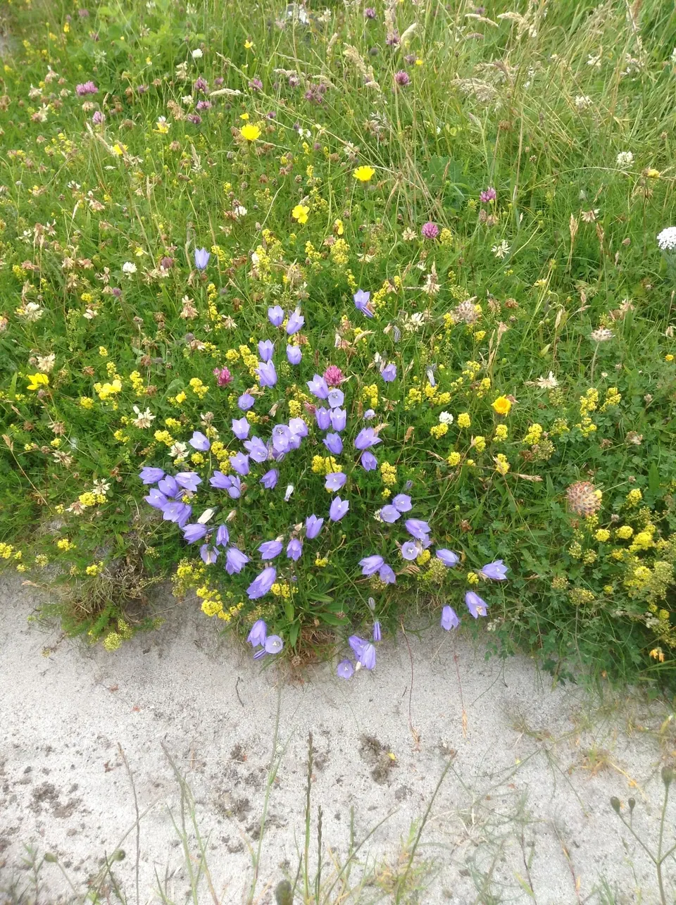 Blue harebells growing in short grass on sandy ground