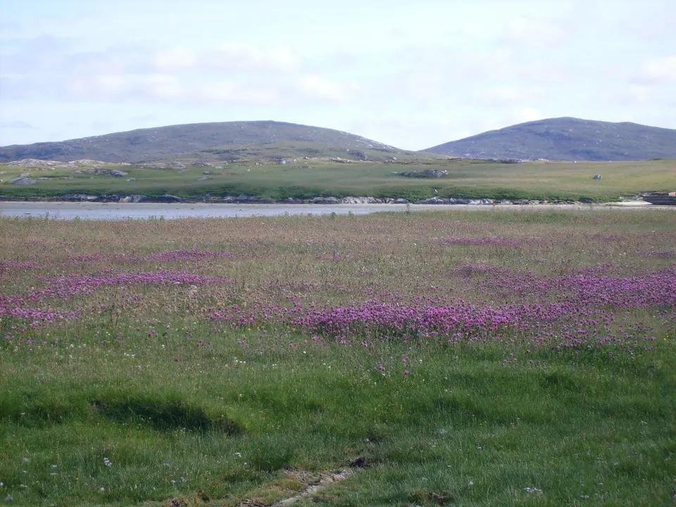 Purple flowers spread across the machair with a loch and hills behind